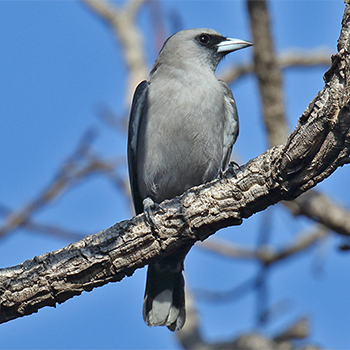 Black-faced Woodswallow