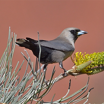 Black-faced Woodswallow