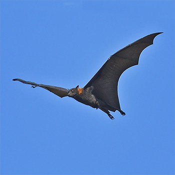Black Flying-fox