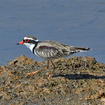 Black-fronted Dotterel