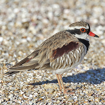 Black-fronted Dotterel