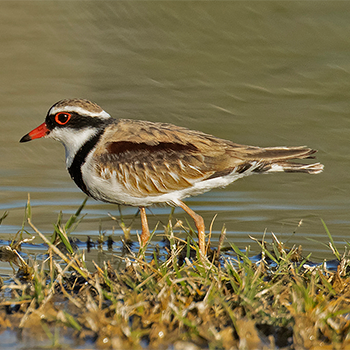 Black-fronted Dotterel