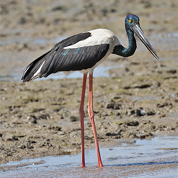 Black-necked Stork