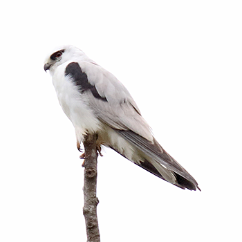 Black-shouldered Kite