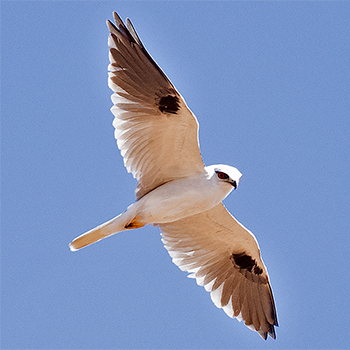Black-shouldered Kite