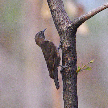 Black-tailed Treecreeper