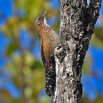 Black-tailed Treecreeper