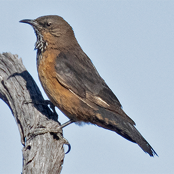 Black-tailed Treecreeper