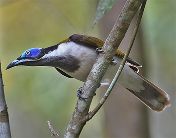 Blue-faced Honeyeater