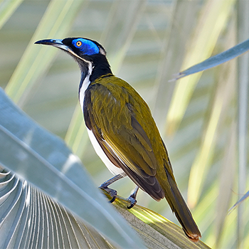 Blue-faced (White-quilled) Honeyeater