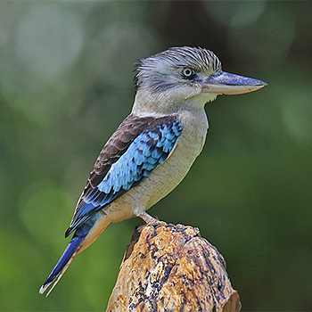 Blue-winged Kookaburra