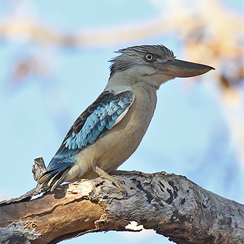 Blue-winged Kookaburra