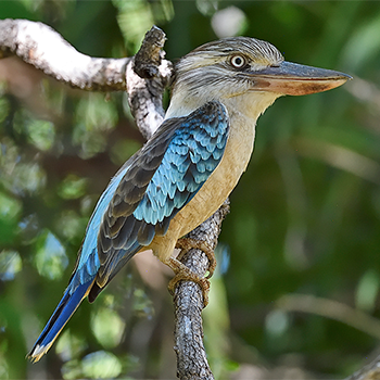 Blue-winged Kookaburra