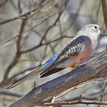 Bourke's Parrot