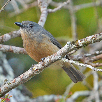 Bower's Shrike-thrush