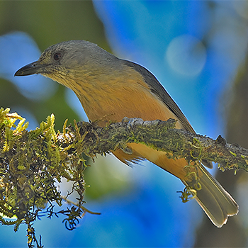 Bower's Shrikethrush