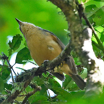 Bower's Shrikethrush