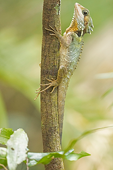 Boyd's Forest Dragon