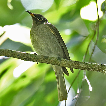Bridled Honeyeater
