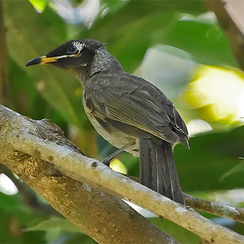 Bridled Honeyeater