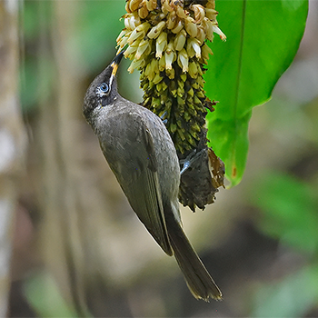 Bridled Honeyeater