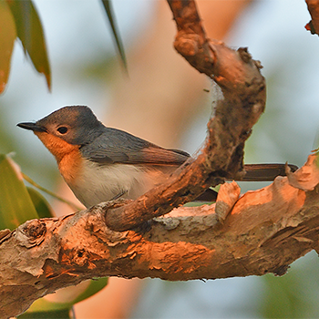 Broad-billed Flycatcher