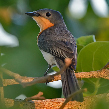 Broad-billed Flycatcher