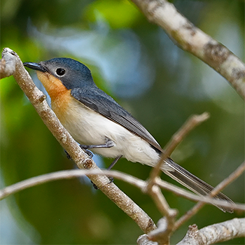 Broad-billed Flycatcher