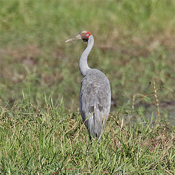 Brolga