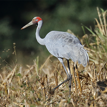 Brolga
