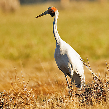 Brolga