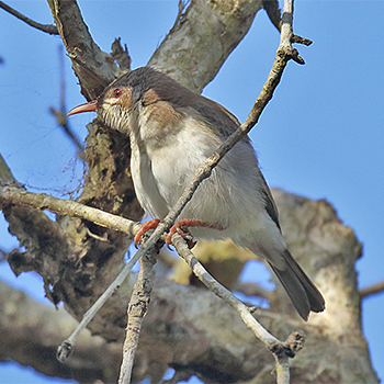 Brown-backed Honeyeater