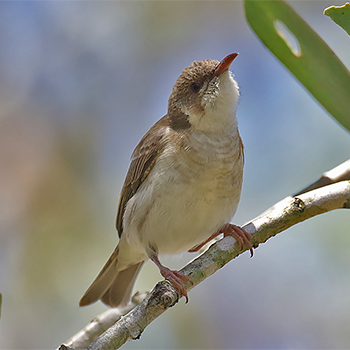 Brown-backed Honeyeater