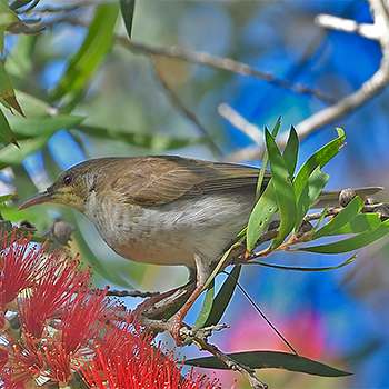 Brown-backed Honeyeater