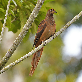 Brown Cuckoo-dove