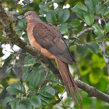 Brown Cuckoo-dove