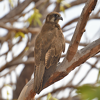 Brown Falcon