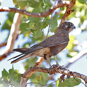 Brown Falcon