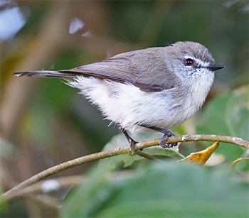 Brown Gerygone