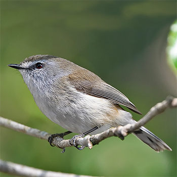 Brown Gerygone