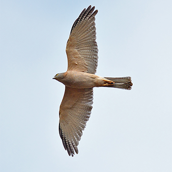 Brown Goshawk