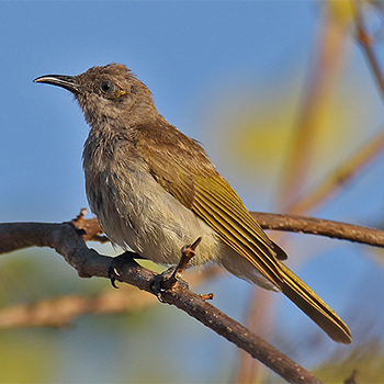 Brown Honeyeater