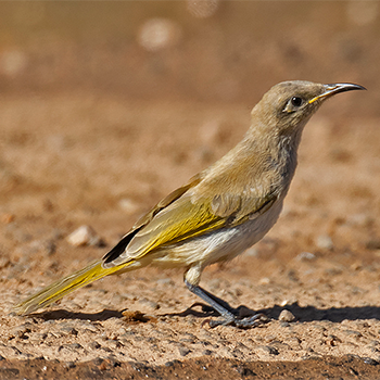 Brown Honeyeater