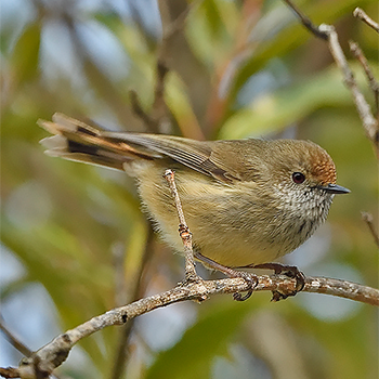 Brown Thornbill