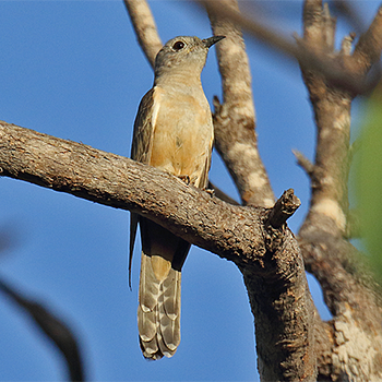 Brush Cuckoo