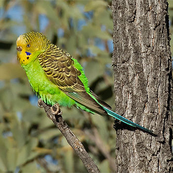Budgerigar