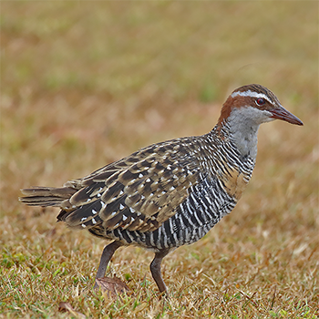Buff-banded Rail
