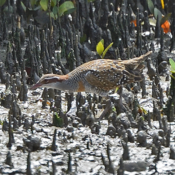Buff-banded Rail
