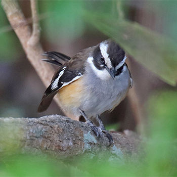 Buff-sided Robin