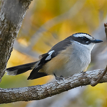Buff-sided Robin